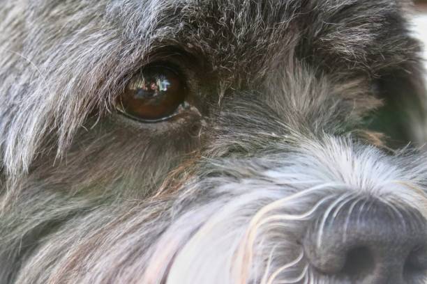 istock Lhasa Apso the little lion dog 2166352800