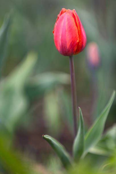 Red tulip blooming in a tulip garden