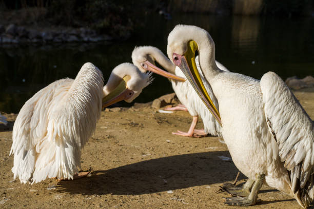 Three White One Pelicans Cleaning Themself By The Artificial Lake