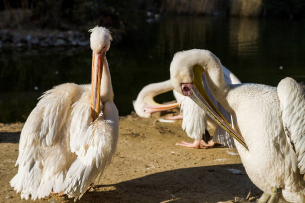 White Pelicans Cleaning Themselves By The Artificial Lake