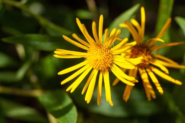 istock Willowleaf yellowhead, Pentanema salicinum 2166357132
