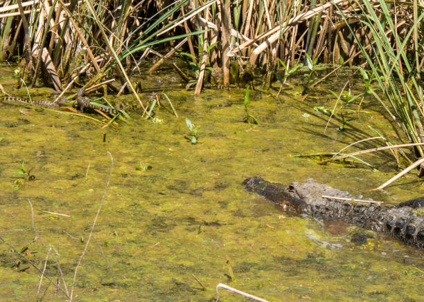 istock Young Alligators with an adult Alligator 2166357398