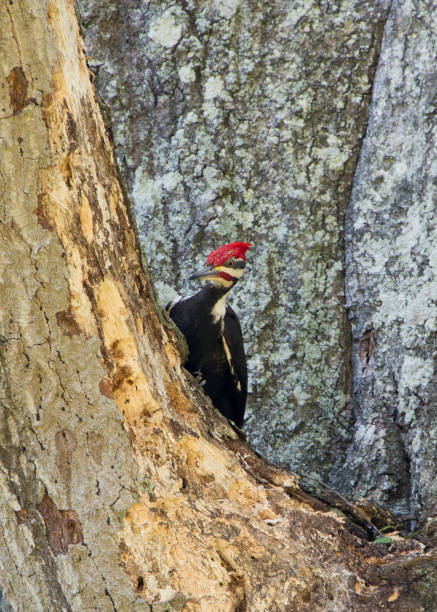 istock Pileated Woodpecker 2166357947