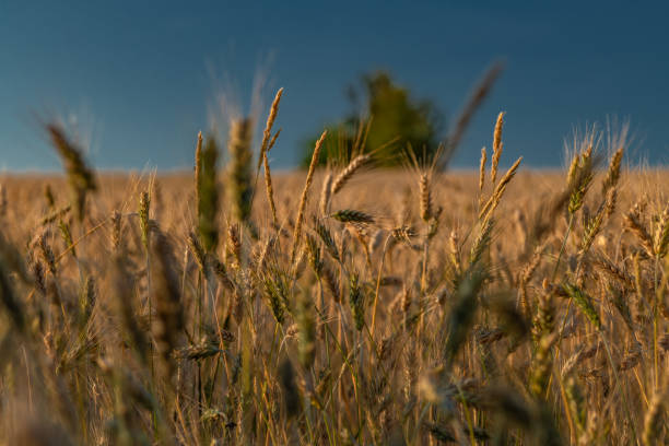 istock Summer hot sunny evening with golden grain and blue sky 2166358245