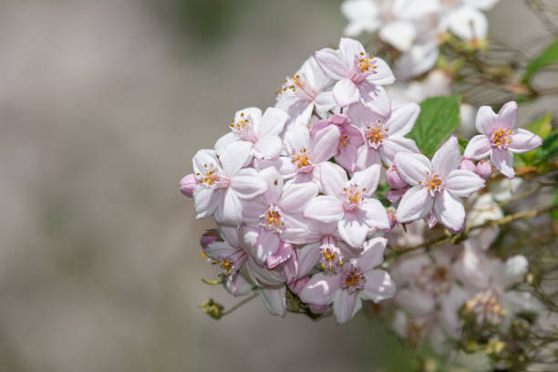 istock Deutzia x hybrida Mont Rose flowers 2166358891