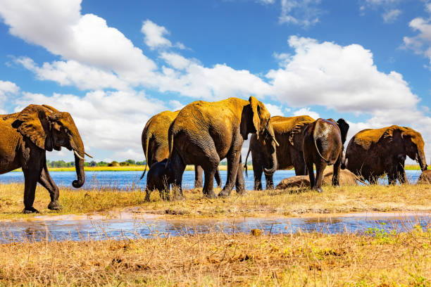 istock The animals in Africa 2166358992