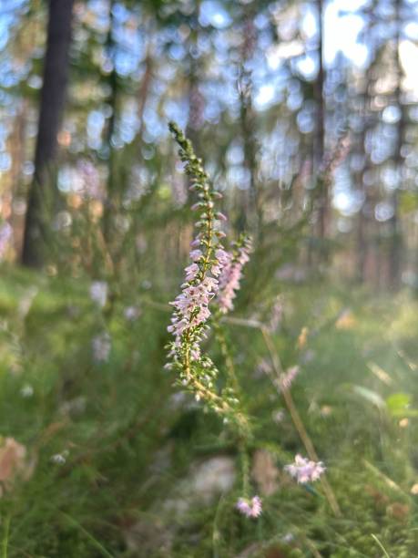 istock Pink flower in forest 2166359584