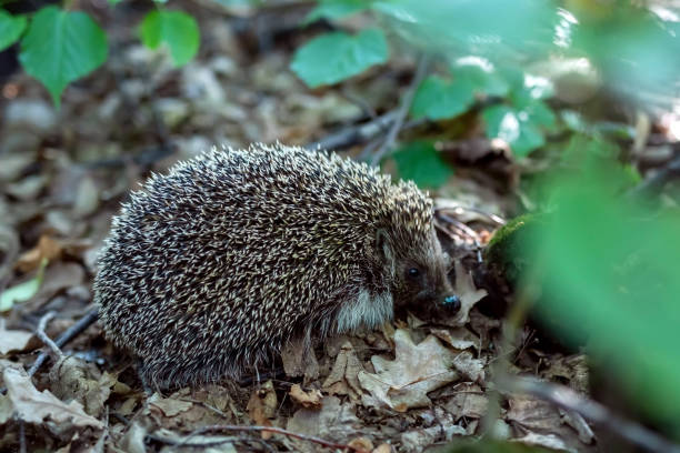 Hedgehog (Erinaceus europaeus) in the autumn forest