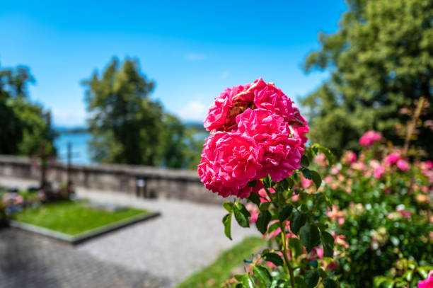 Lush pink roses against serene garden backdrop in Rapperswil, Switzerland