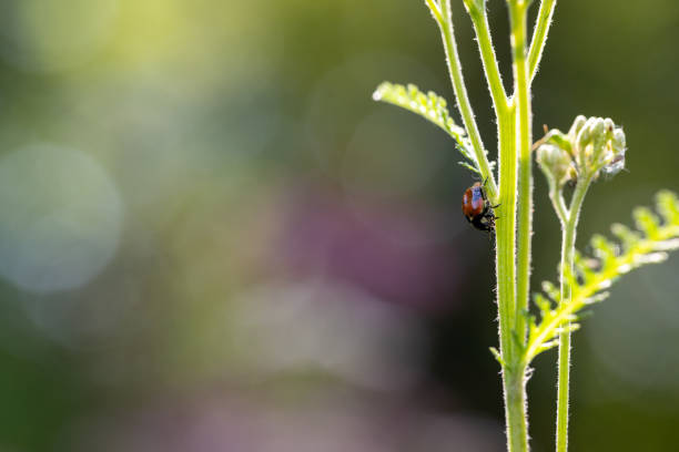 istock ladybug on a flower stem, beautiful bright bokeh in the background 2166361411