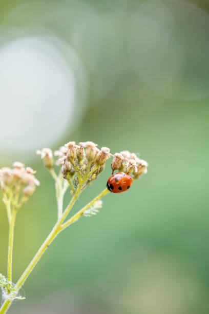istock ladybug on a flower stem, beautiful bright bokeh in the background 2166361688