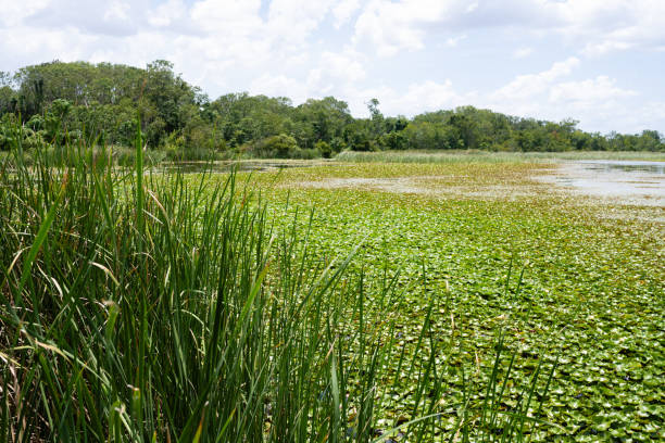 Sawgrass and lilies growing at Lake Apopka water’s edge on a summer day in Central Florida.