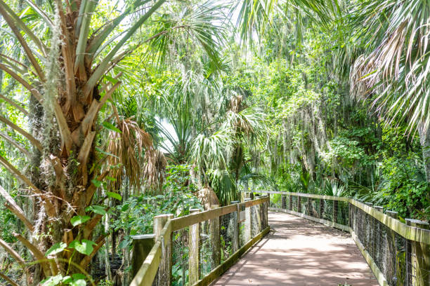 This is a wide angle view of a scenic nature trail through lush green vegetation with palm trees and shade on a summer day in Central Florida.