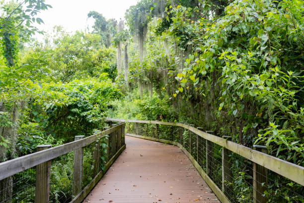 Walking Trail Through Lush Trees in Central Florida