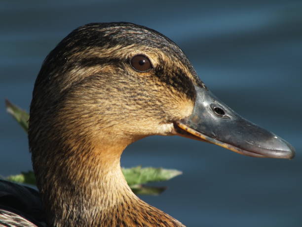 istock Mallard Hen Portrait 2 2166362339