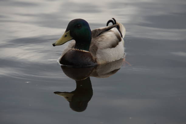 This Mallard swam peacefully in the shade as the clouds rolled in, creating a unique and moody scene.