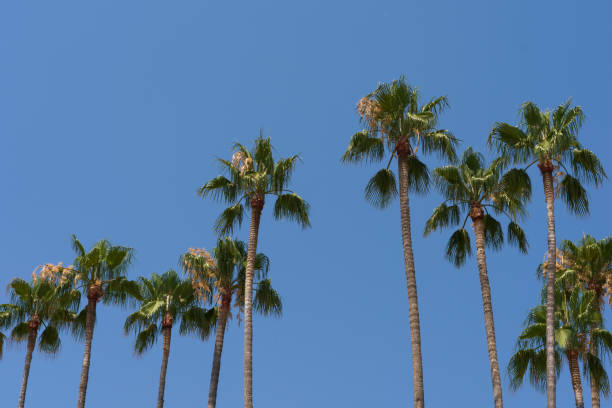 istock Tropical palm trees against a blue sky. 2166363531