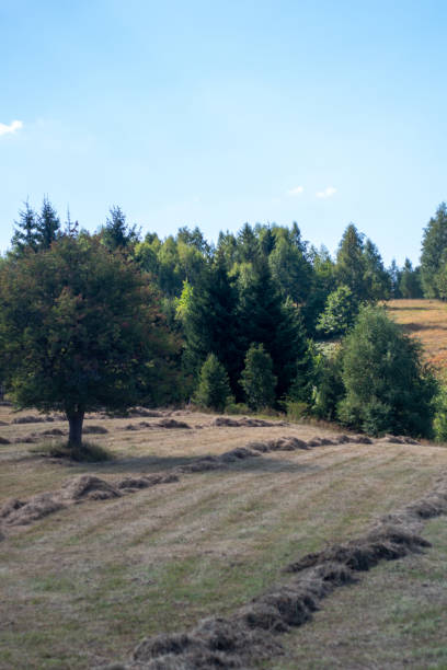 istock Agricultural field in the mountains on a sunny day 2166363700