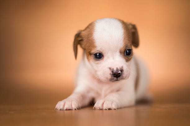 Woman holding Chihuahua