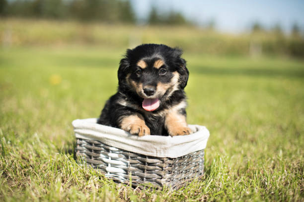 istock Puppies in a wicker basket 2166364035