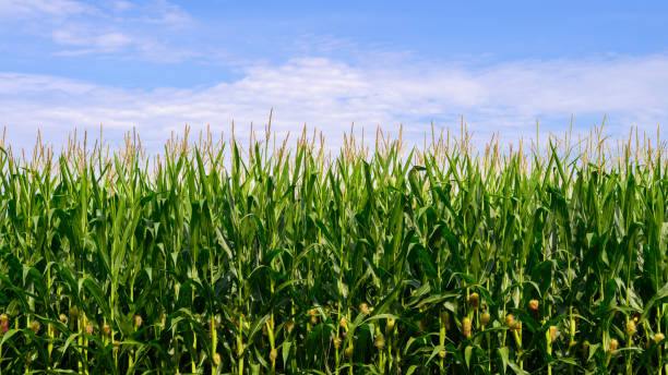 Agriculture fields in August in Southern Ontario