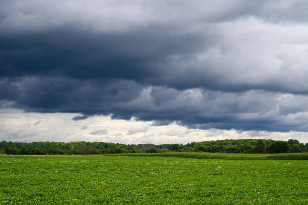 Agriculture fields in August in Southern Ontario