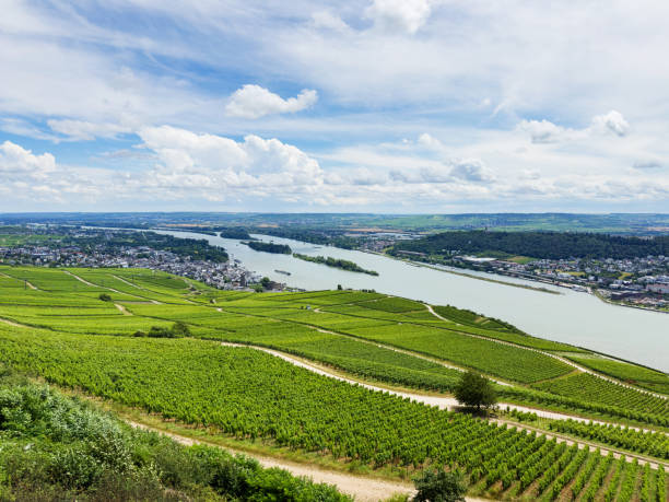 istock Rudesheim grape vines, Germany 2166364737