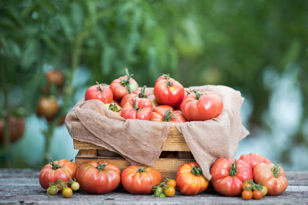 istock Fresh tomatoes in a wooden crate 2166364792