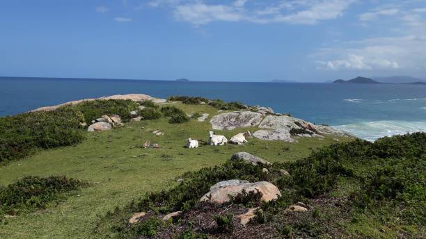 istock Three oxen resting in this pasture near the sea 2166366454