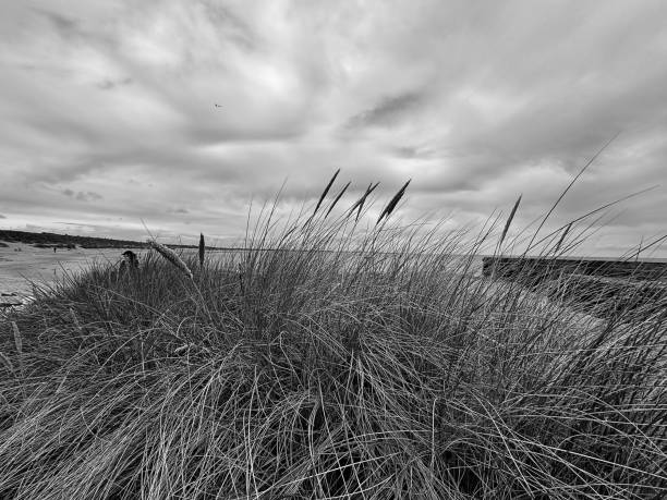istock Marram grass on a beach in Northumberland 2166367935