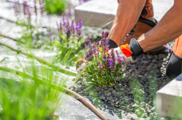 istock Gardener Tending to Lavender Plants in a Landscaped Pathway During Bright Daylight 2166368054