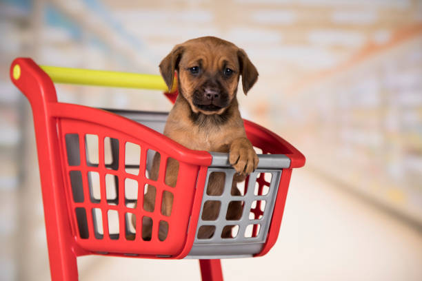 istock Dog in a shopping cart 2166368160