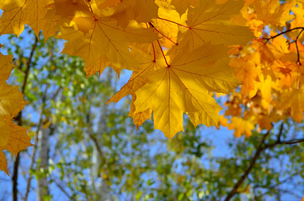Autumn colored leaves on trees against blue sky.