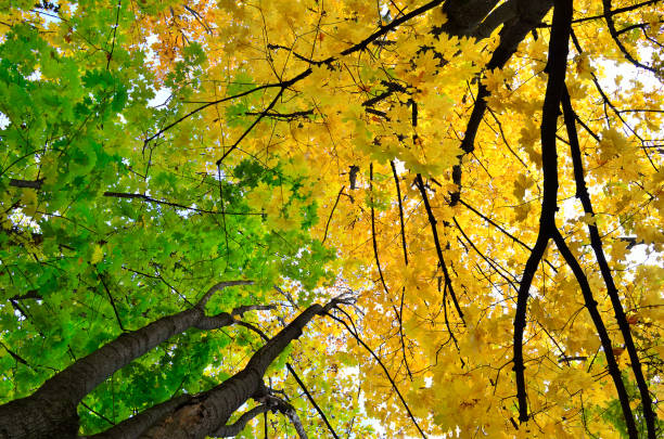 Autumn colored leaves on trees against blue sky.