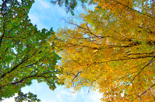 Autumn colored leaves on trees against blue sky.