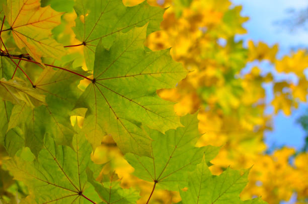 Autumn colored leaves on trees against blue sky.
