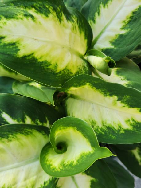 istock Dieffenbachia: A Tropical Touch of Greenery for Any Space 2166368224