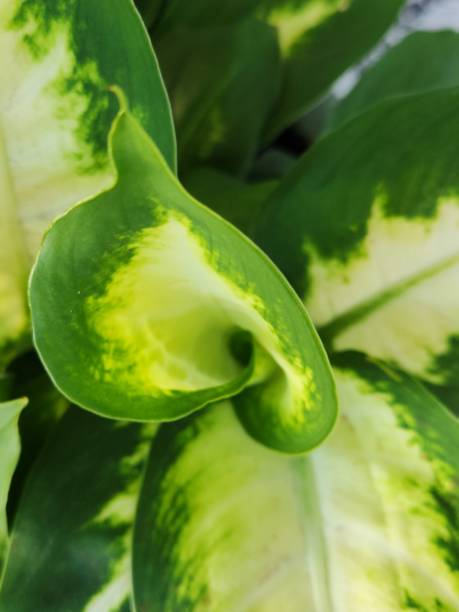 Lush Foliage: The Elegance of Dieffenbachia
