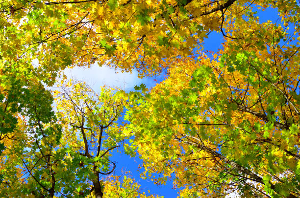 istock Autumn colored leaves on trees against blue sky 2166368237