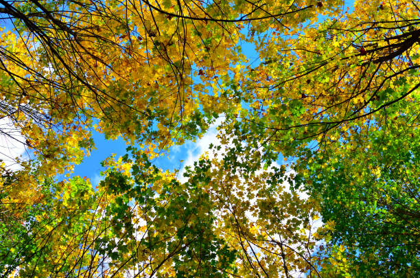 Autumn colored leaves on trees against blue sky.