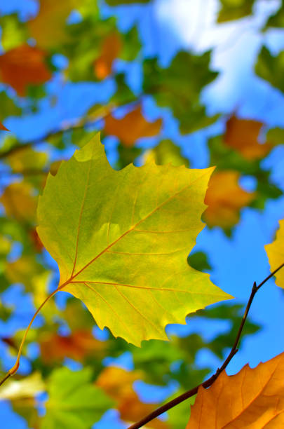 Autumn colored leaves on trees against blue sky.