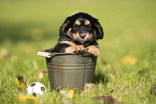 Portrait of the puppy dog