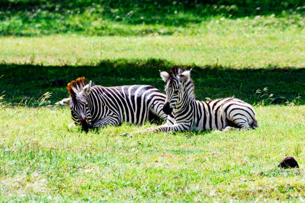 Close-up of a zebra and her foal resting on the grass.