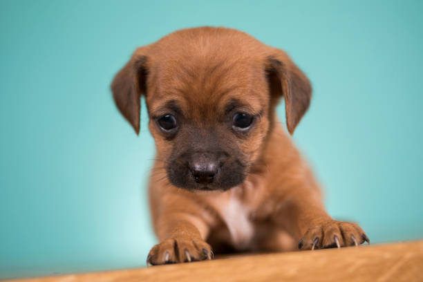 Portrait of the puppy dog