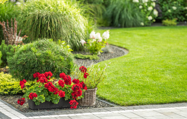 istock Bright Red Geraniums in a Well-Maintained Garden With Lush Green Grass and Decorative Shrubs 2166369996