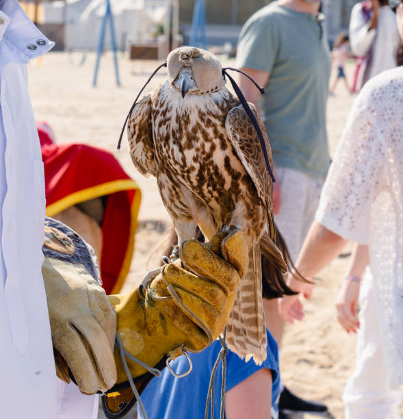 Falcon on hand