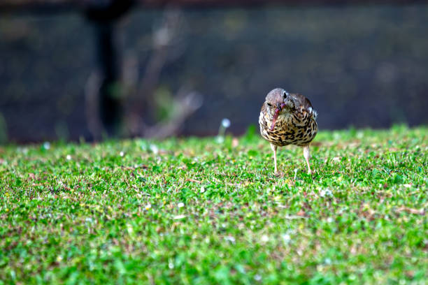 Female Blackbird searching on a Winter lawn for insects and worms.