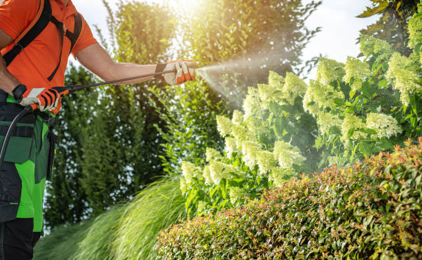 istock Gardener Spraying Plants in Sunny Garden During Daytime 2166370113