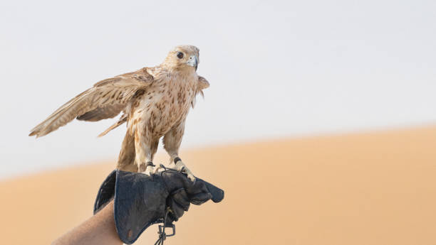 Gyrfalcon bird close up ( Falco rusticolus )