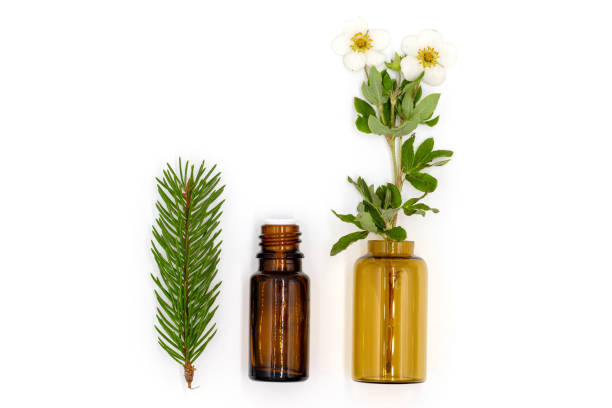 Flat lay composition with bottles of cosmetic ingredients, tea tree essential oil, rose, lavender, fir sprig, medicinal plants and flowers on white background, top view